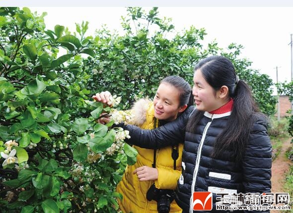2016年容县柚花旅游文化节将于3月18日至20日举行[墙根网]