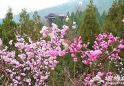 花谢花再开 2016北京赏花全攻略！