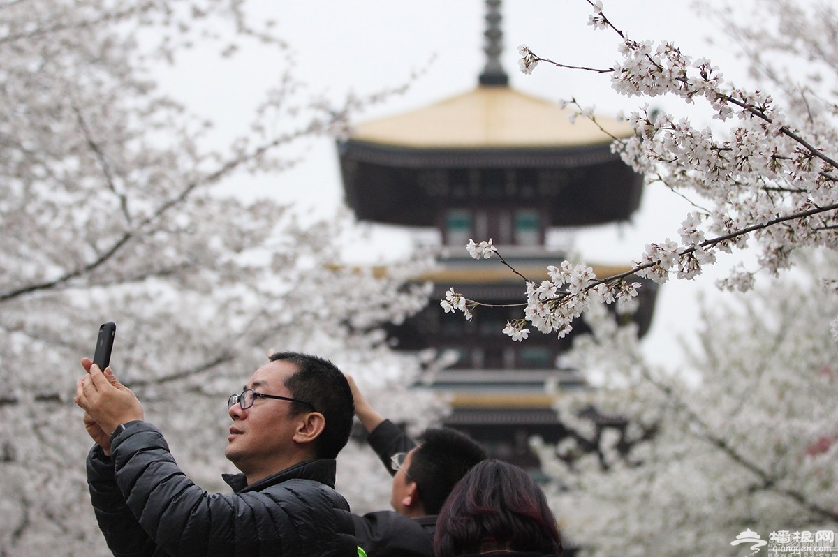 武汉东湖樱花进入盛花期 游客爆棚[墙根网]