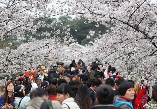 武汉东湖樱花进入盛花期 游客爆棚