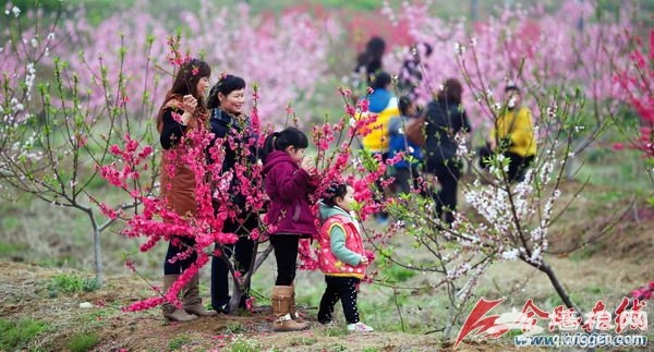 2016中国合肥桃花节3月18日在三十岗开幕