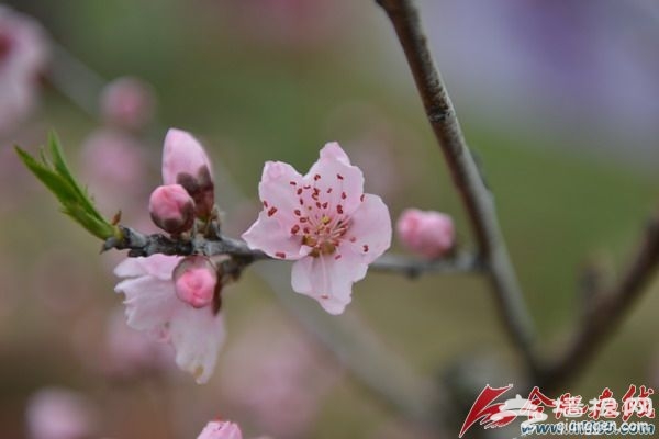 2016中国合肥桃花节3月18日在三十岗开幕[墙根网]