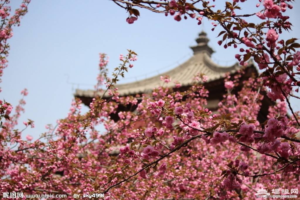 2016西安青龙寺樱花节攻略[墙根网]