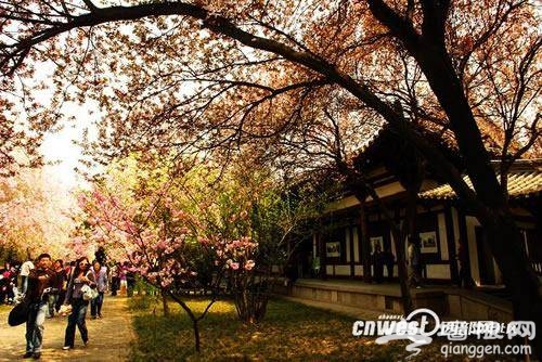 2016西安青龙寺樱花节攻略[墙根网]