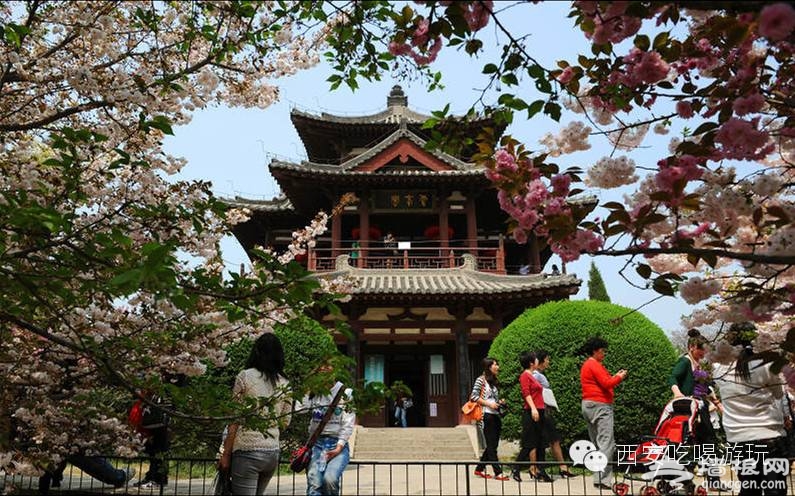 2016西安青龙寺樱花节攻略[墙根网]