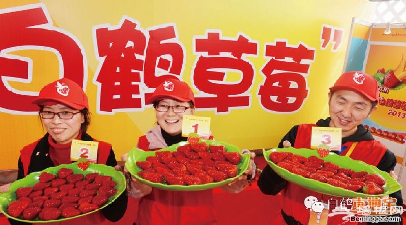 2016上海白鹤草莓节[墙根网]