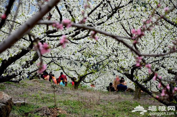 夷陵区背马山桃花节 李花油菜花“喧宾夺主”[墙根网]