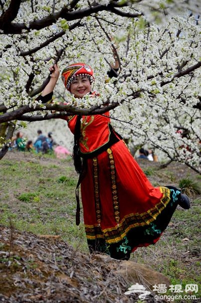 夷陵区背马山桃花节 李花油菜花“喧宾夺主”[墙根网]