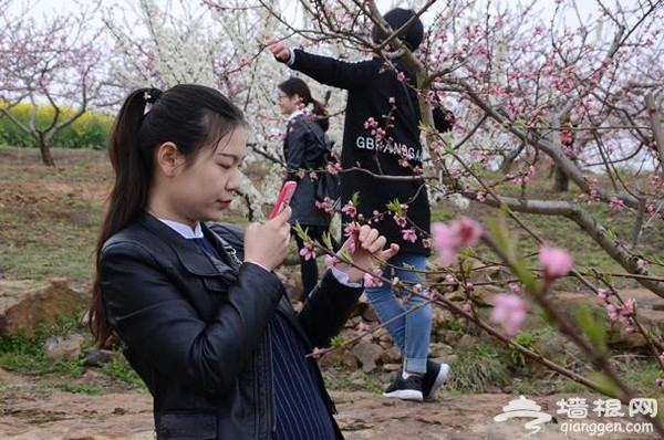 夷陵区背马山桃花节 李花油菜花“喧宾夺主”[墙根网]