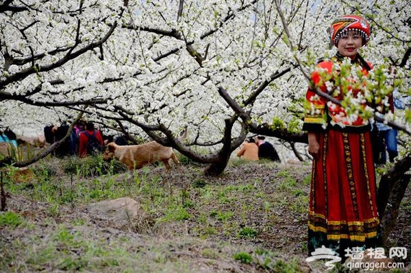 夷陵区背马山桃花节 李花油菜花“喧宾夺主”[墙根网]