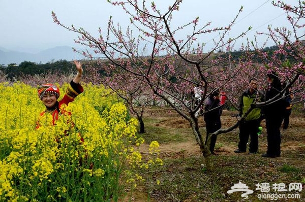 夷陵区背马山桃花节 李花油菜花“喧宾夺主”[墙根网]