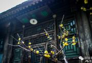 花开时节，不负京城好春光|京城赏花攻略