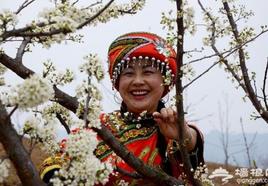 夷陵区背马山桃花节 李花油菜花“喧宾夺主”