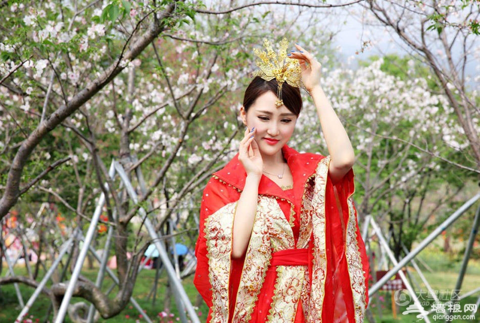 广州从化樱花文化节 网友在樱花林中拍到一群“尤物”[墙根网]