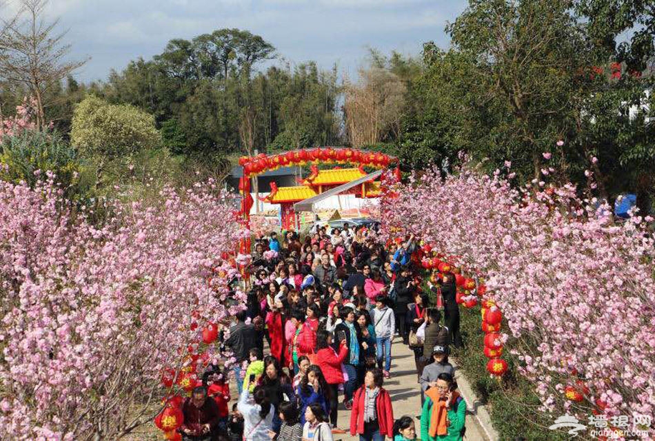 广州从化樱花文化节 网友在樱花林中拍到一群“尤物”[墙根网]
