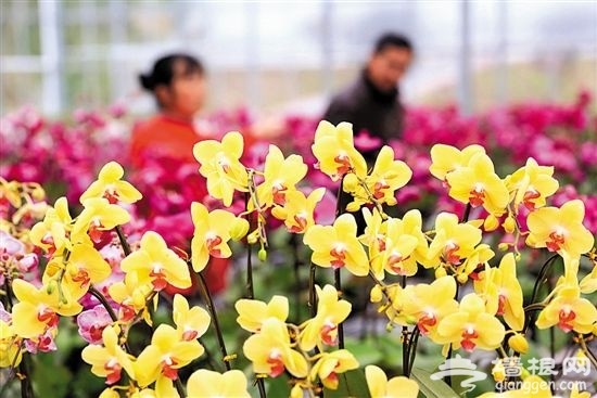 不想扎堆 国内鲜花种植基地赏花去[墙根网]