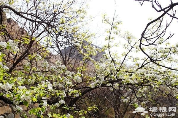 北京怀柔水长城春季赏花攻略[墙根网]