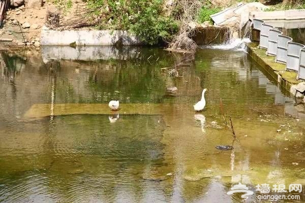 怀柔春季雁栖湖畔赏美景 农家住宿品美食[墙根网]