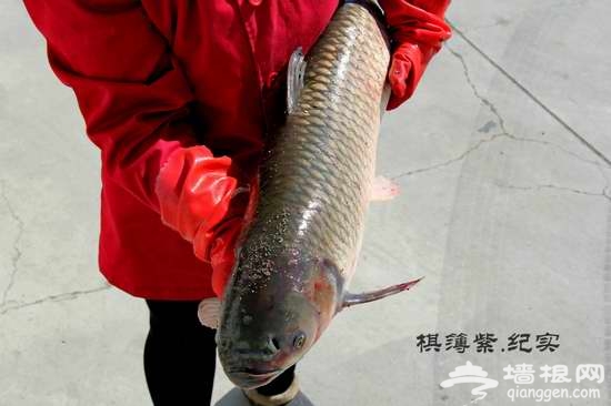 实拍东北铁锅炖鱼 这才叫豪放！[墙根网]