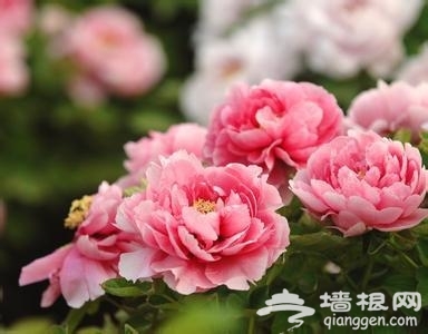 2016洛阳牡丹文化节4月5日开幕