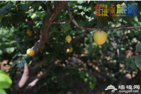 京郊欢乐游 爱上密云清水河[墙根网]