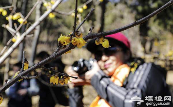 香山蜡梅