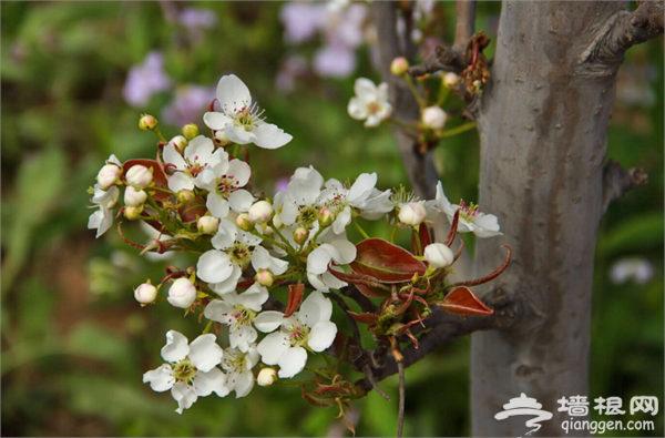 定州踏青赏花哪里去?2016黄家营梨花节清明旅游正当时[墙根网]