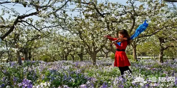 定州踏青赏花哪里去?2016黄家营梨花节清明旅游正当时[墙根网]