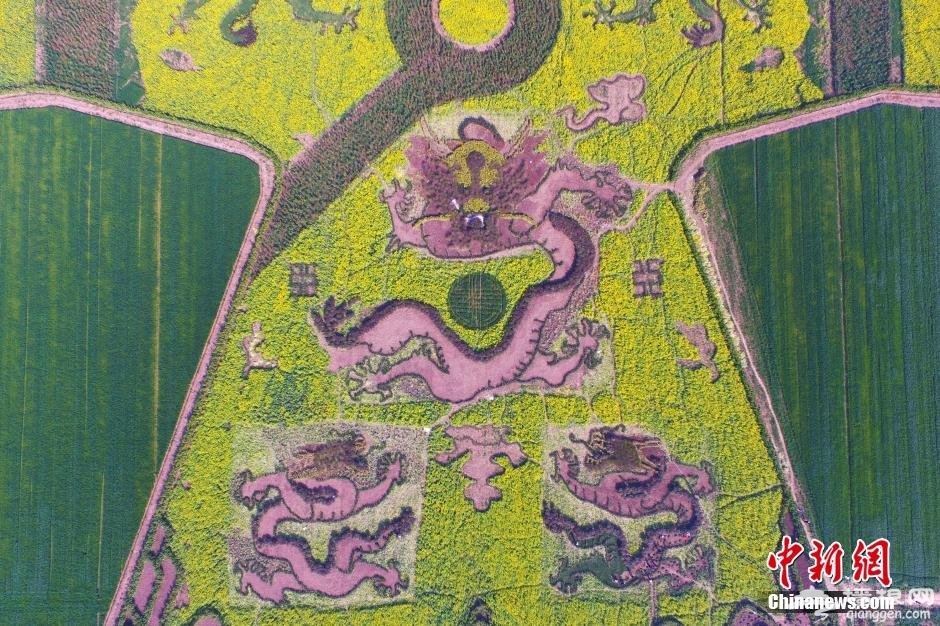 南京六合油菜花 农民田野“编龙袍” 空中俯瞰颇为震撼[墙根网]