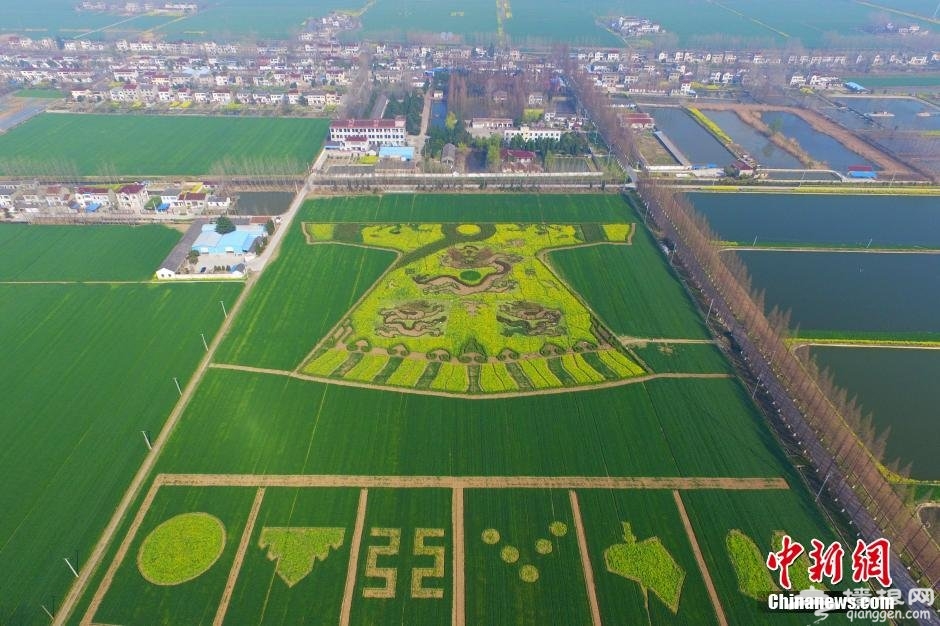 南京六合油菜花 农民田野“编龙袍” 空中俯瞰颇为震撼[墙根网]