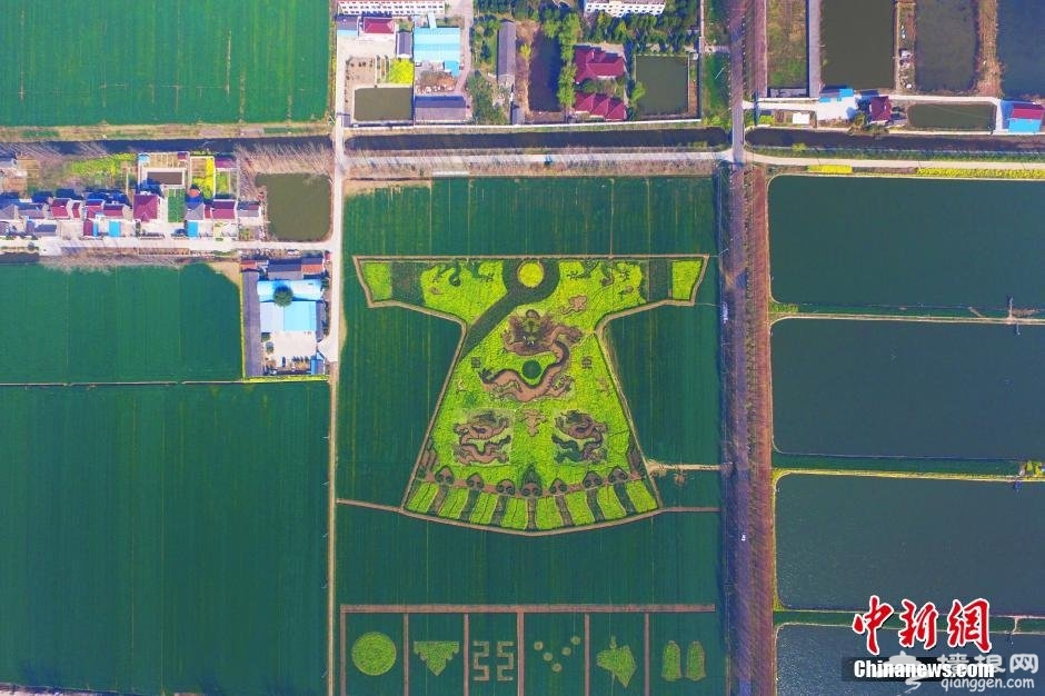 南京六合油菜花 农民田野“编龙袍” 空中俯瞰颇为震撼[墙根网]