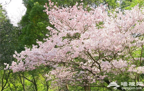 2016湖南植物园樱花节[墙根网]