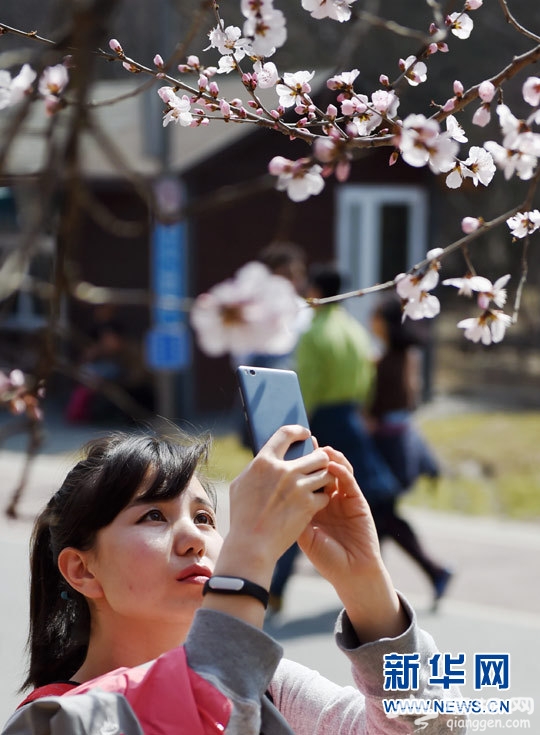 北京：春分时节花迎客[墙根网]