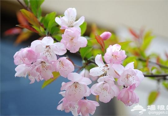 2016湖南植物园樱花节