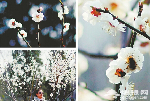 济南春季赏花宝典出炉 莫错过这几条特色“花路”