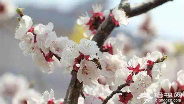三、四月份北京赏花圣地 辨别桃花、樱花和梅花