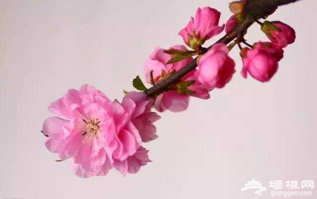 三、四月份北京赏花圣地 辨别桃花、樱花和梅花