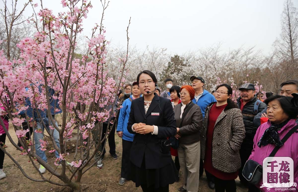 玉渊潭“樱花使者”带您赏阅最美樱花季[墙根网]