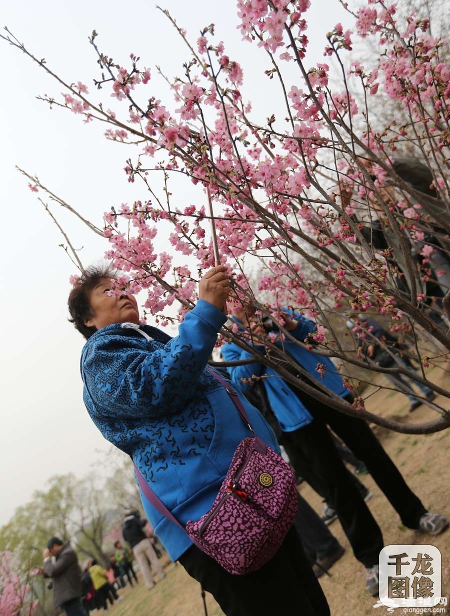 玉渊潭“樱花使者”带您赏阅最美樱花季[墙根网]