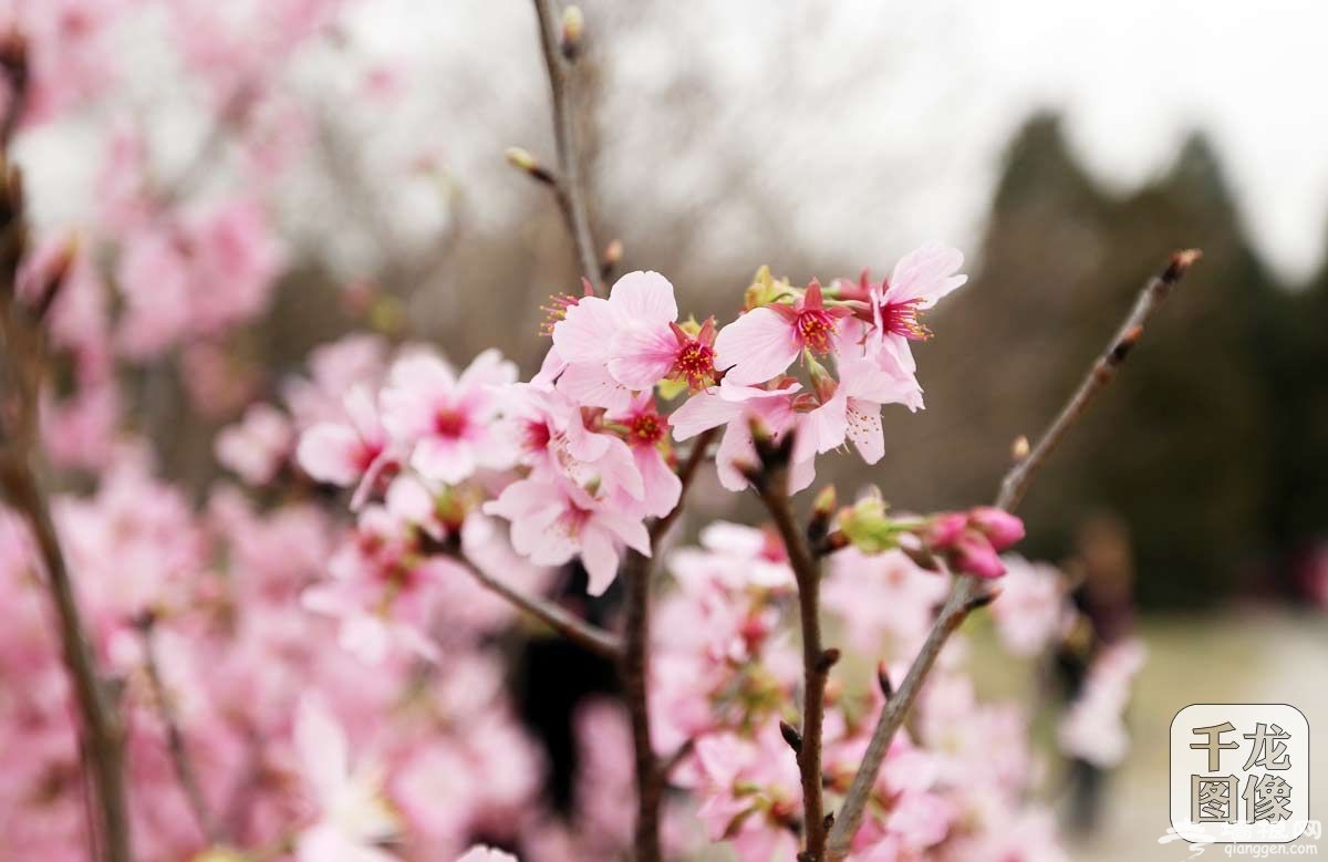 玉渊潭“樱花使者”带您赏阅最美樱花季[墙根网]