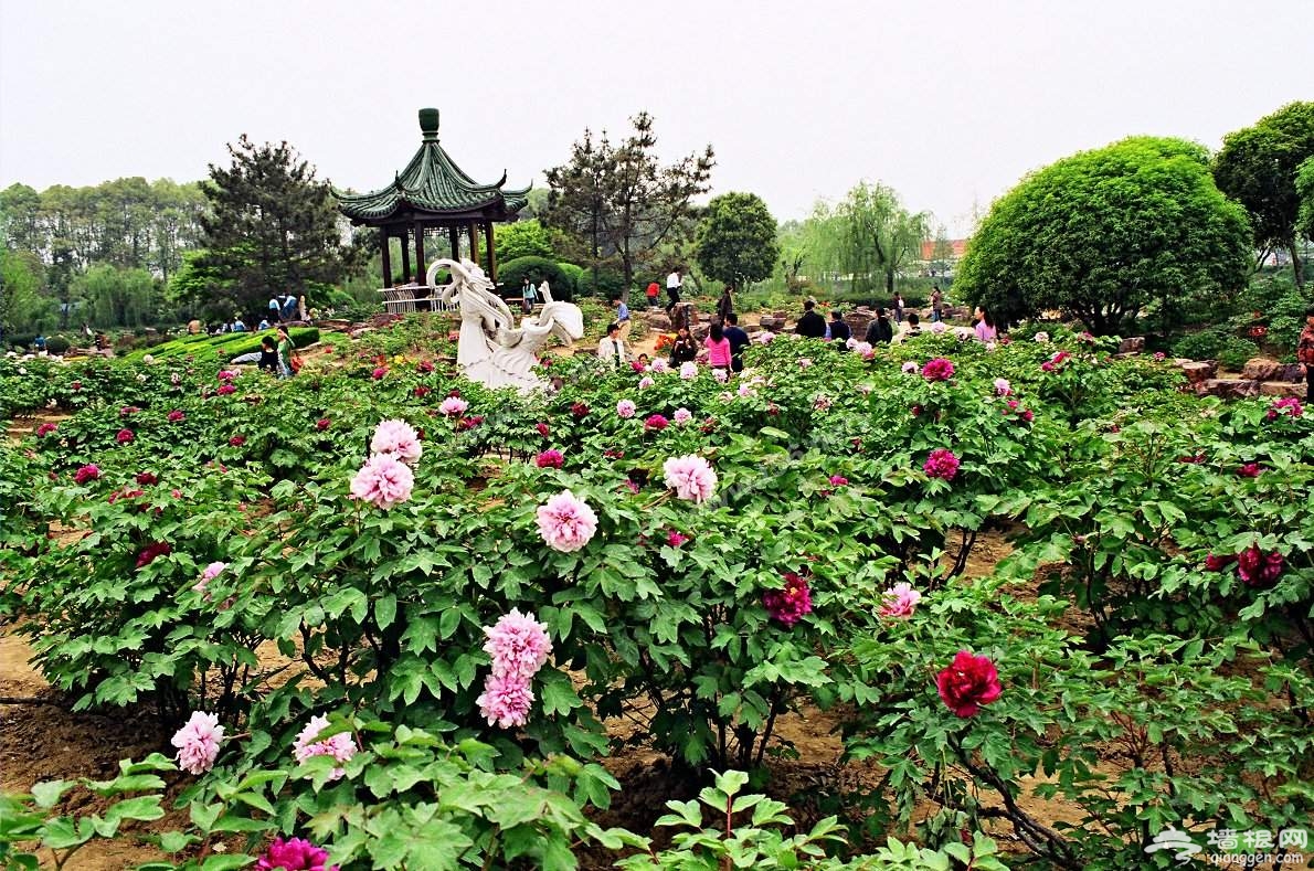 清明节去哪儿玩 不负春光南下去赏花[墙根网]