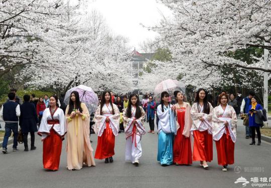 南林大女生穿汉服赏樱花 宛如画中人