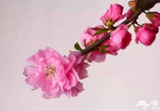 三、四月份北京赏花圣地 辨别桃花、樱花和梅花