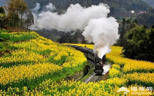 中国十大花海 3月开始绽放[墙根网]