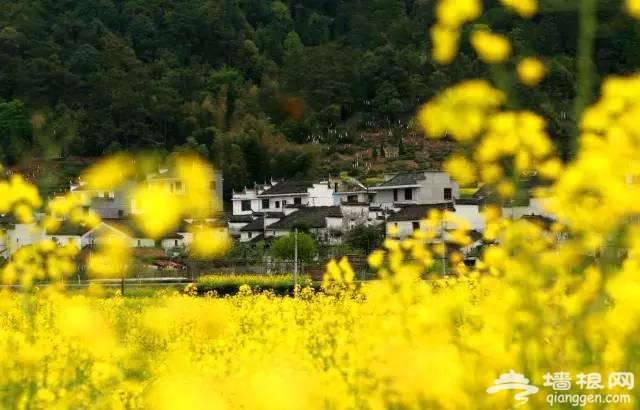 中国十大花海 3月开始绽放[墙根网]