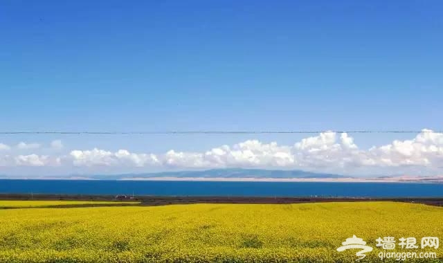 中国十大花海 3月开始绽放[墙根网]