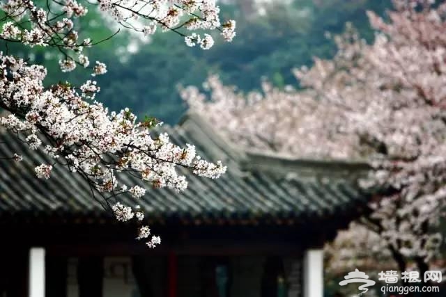 中国十大花海 3月开始绽放[墙根网]