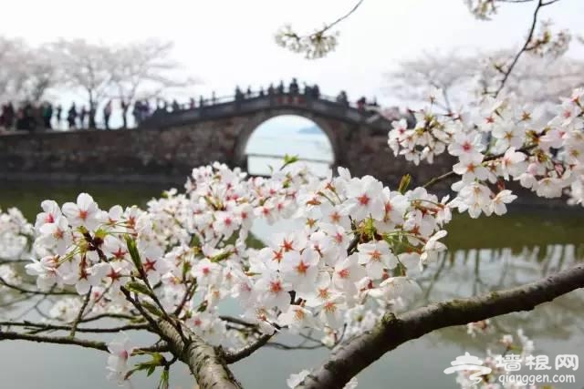 中国十大花海 3月开始绽放[墙根网]