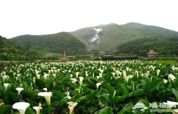 中国十大花海 3月开始绽放[墙根网]