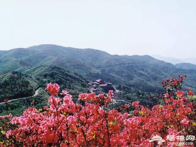 中国十大花海 3月开始绽放[墙根网]